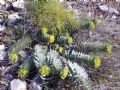 Euphorbia rigida